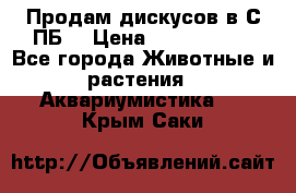 Продам дискусов в С-ПБ. › Цена ­ 3500-4500 - Все города Животные и растения » Аквариумистика   . Крым,Саки